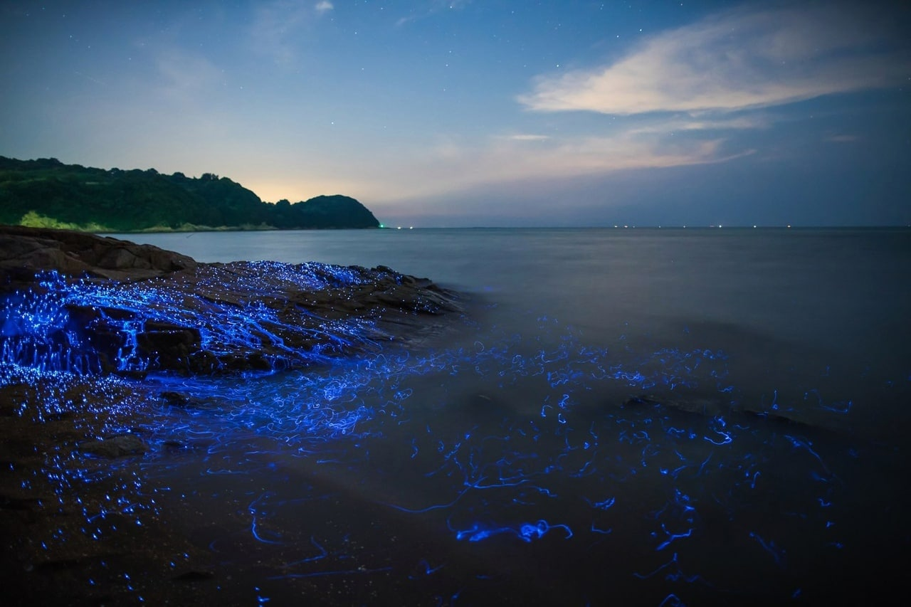 Weeping stones, Japan - Bioluminescence, Shrimps, Long exposure, Sea, Shore, Longpost, The photo