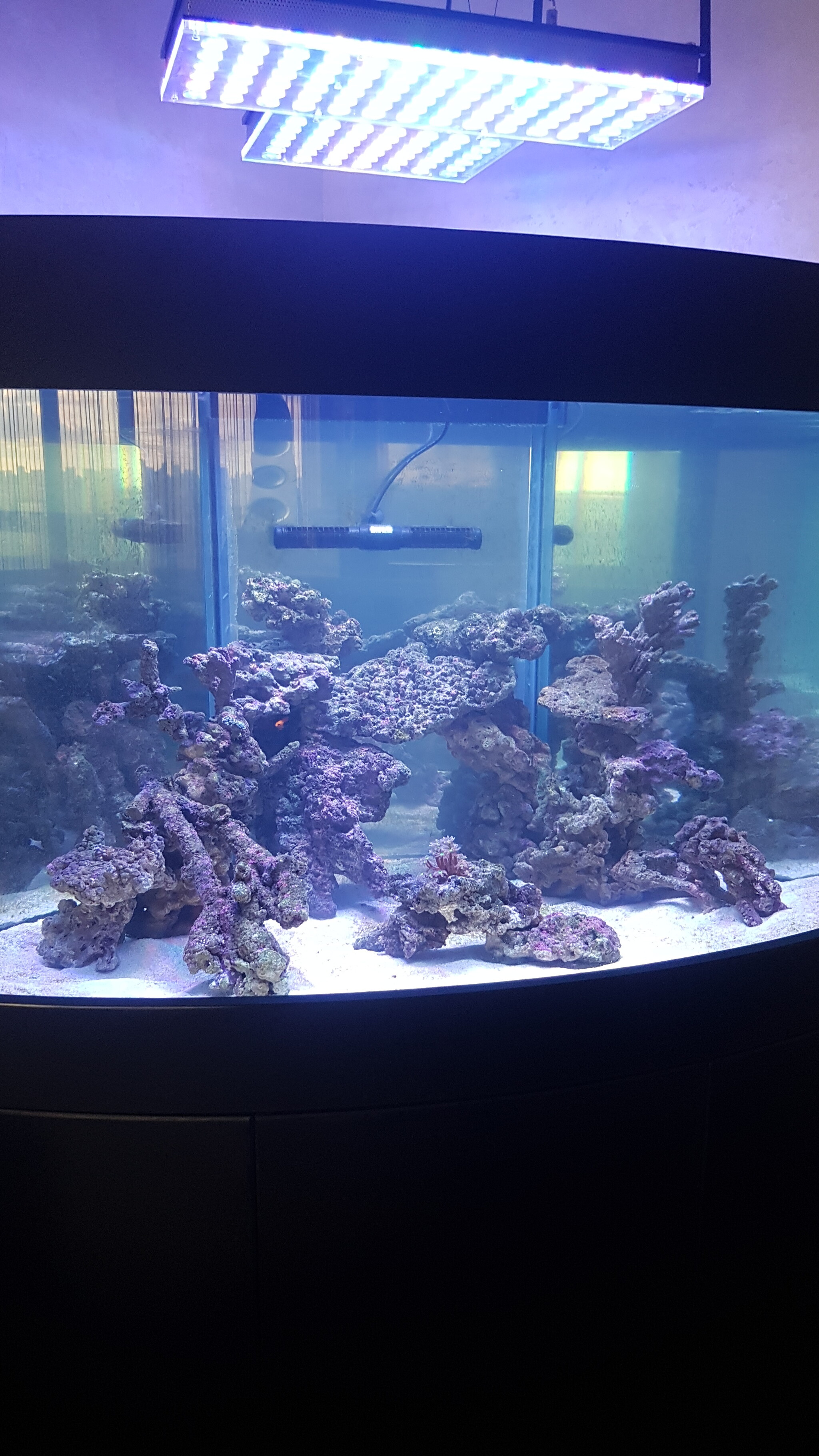 Living stone life - My, Coral, Aquarium, Sea Acarium, Crab, Video, Vertical video, Longpost