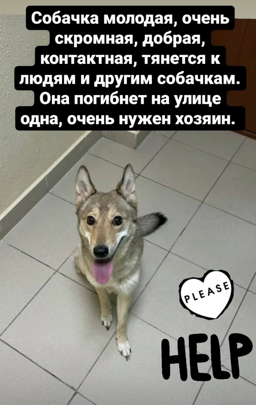 The dog really needs a home - No rating, Help, Found a dog, Dog, Saint Petersburg, Longpost, In good hands, Search for animals