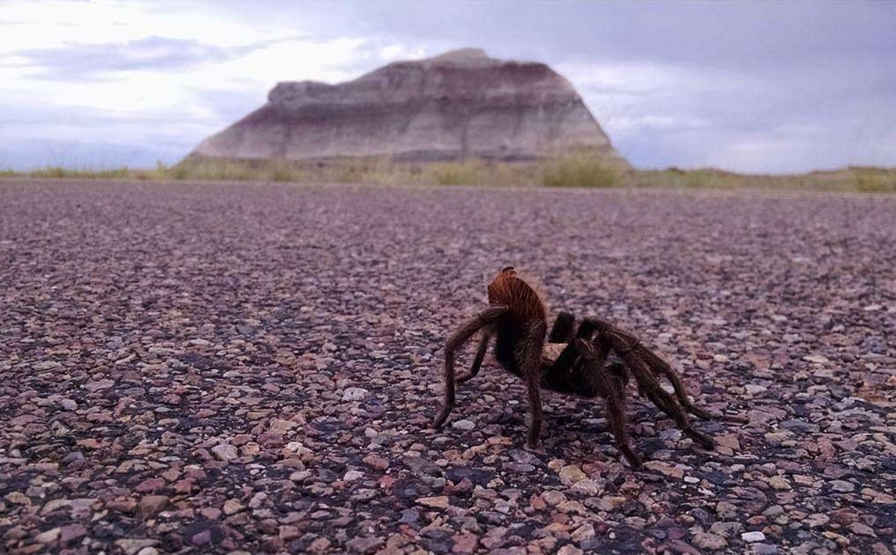 A brief introduction to arachnocyperstvo. Part I - My, Pets, Bird spiders, Arachnophobia, Exotic animals, Spider, Personal experience, Longpost, Care and maintenance