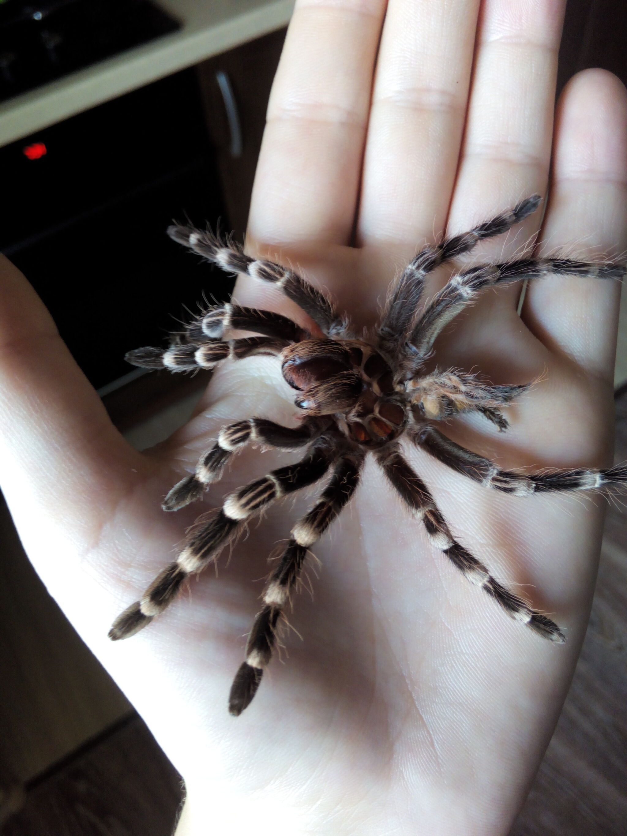 A brief introduction to arachnocyperstvo. Part I - My, Pets, Bird spiders, Arachnophobia, Exotic animals, Spider, Personal experience, Longpost, Care and maintenance