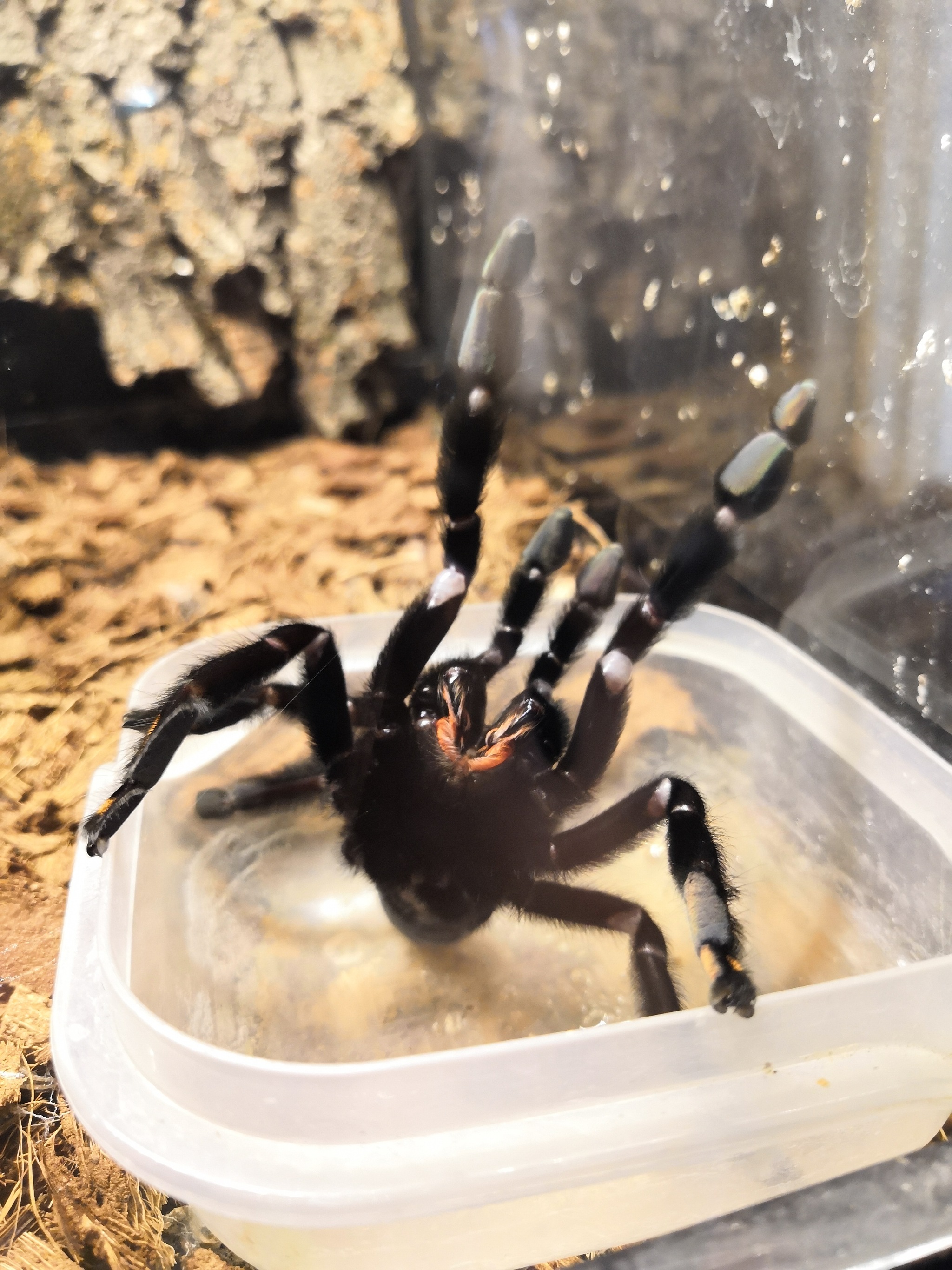 A brief introduction to arachnocyperstvo. Part I - My, Pets, Bird spiders, Arachnophobia, Exotic animals, Spider, Personal experience, Longpost, Care and maintenance