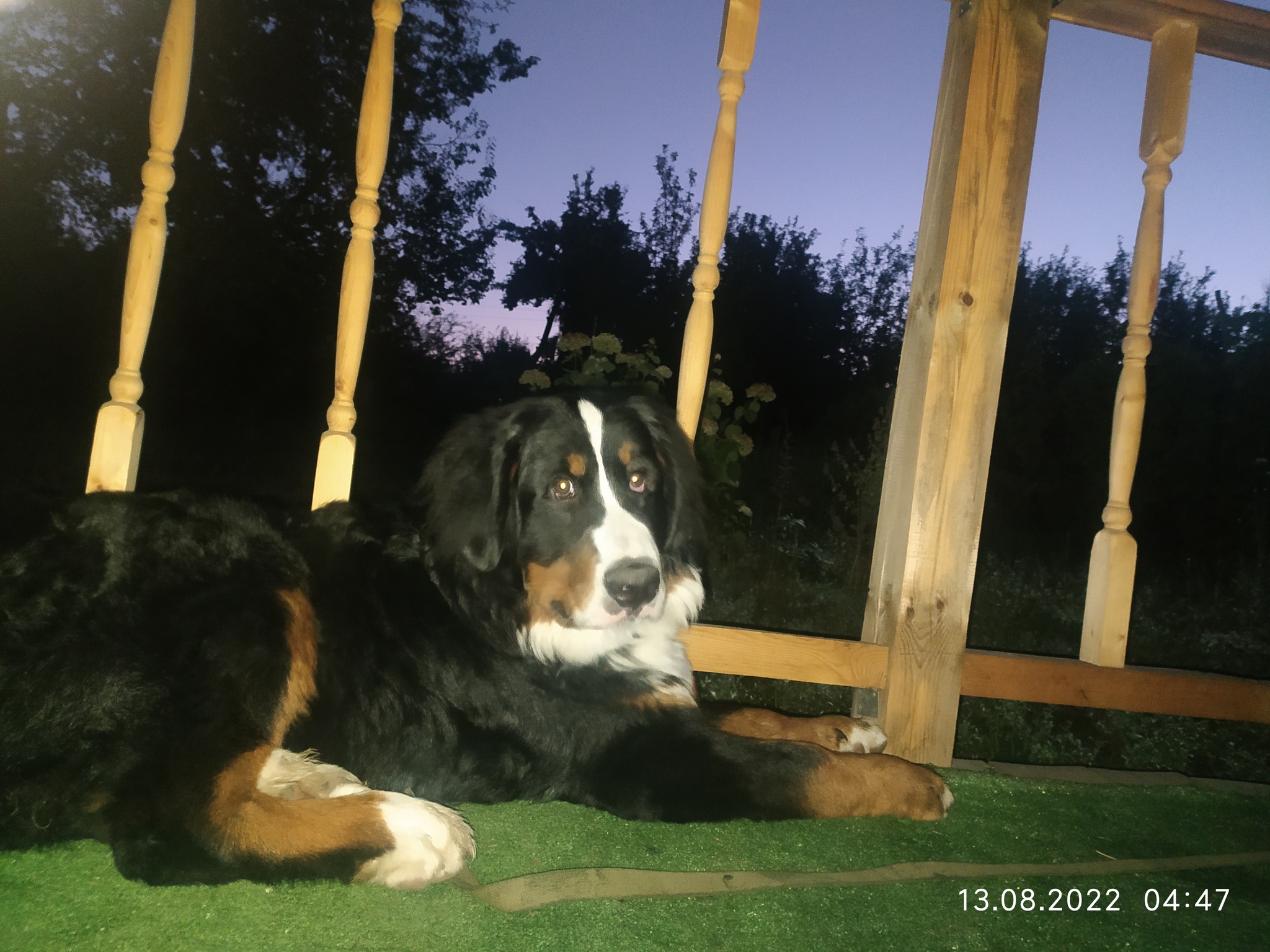 Let's meet the sunrise! - My, Dog, Dacha, Longpost