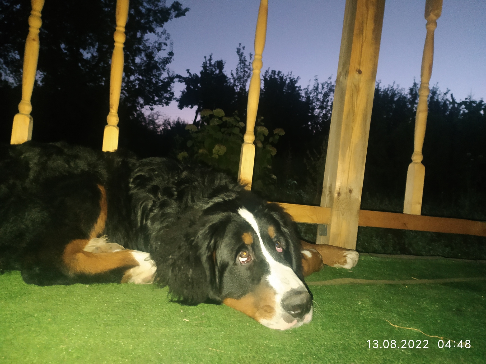 Let's meet the sunrise! - My, Dog, Dacha, Longpost