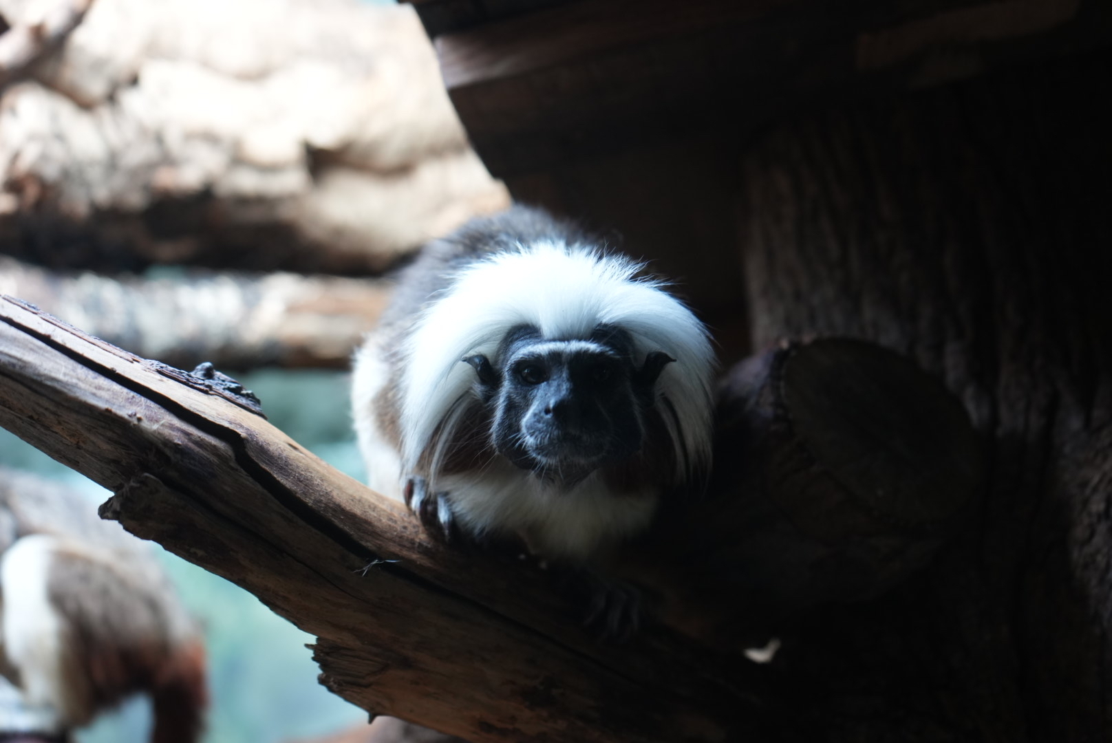 Lion among monkeys - My, Zoo, Michigan, Sight