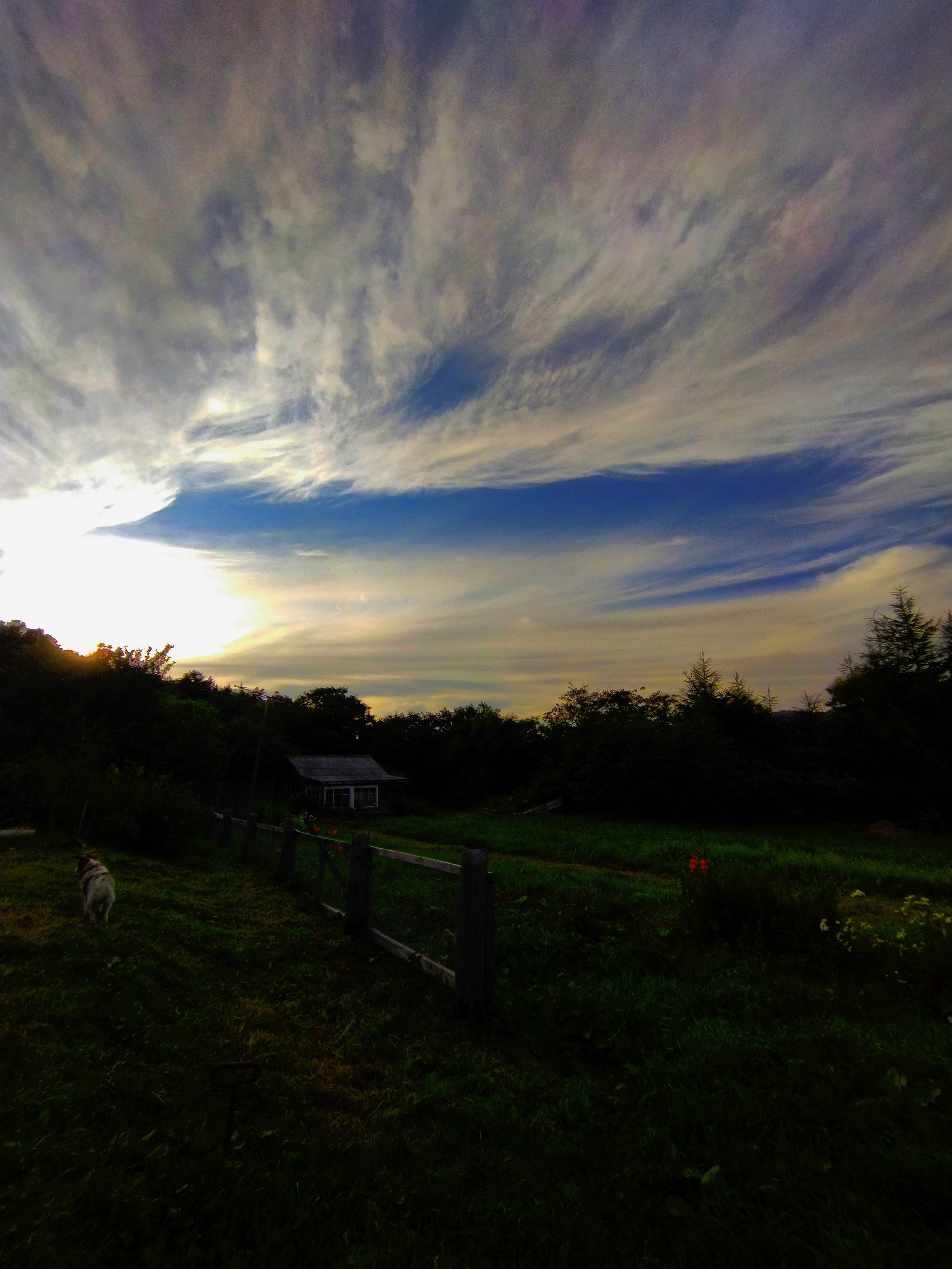 Dachnoe - My, Sunset, Village, Tree, Sky, Clouds, The photo