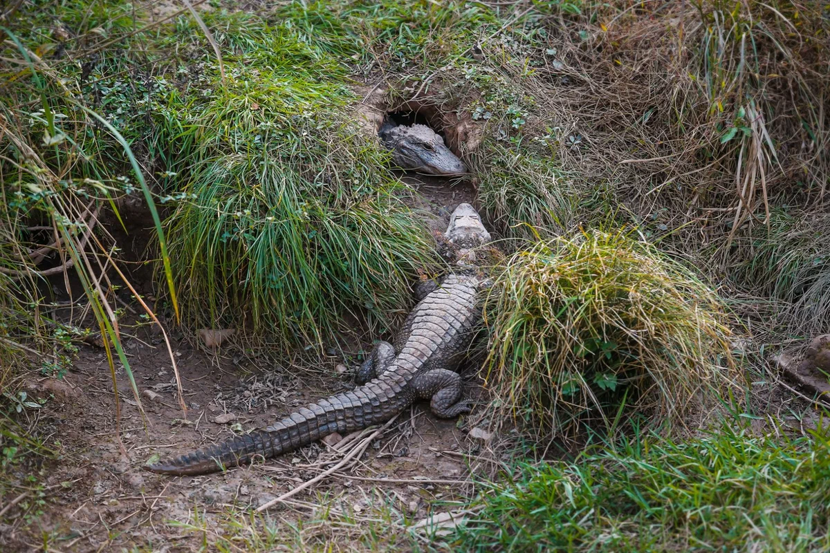 Chinese alligator: Kind and modest reptile. Hiding in burrows and crunching shells all his life - Crocodiles, Animal book, Yandex Zen, Longpost, Animals, Wild animals, Reptiles