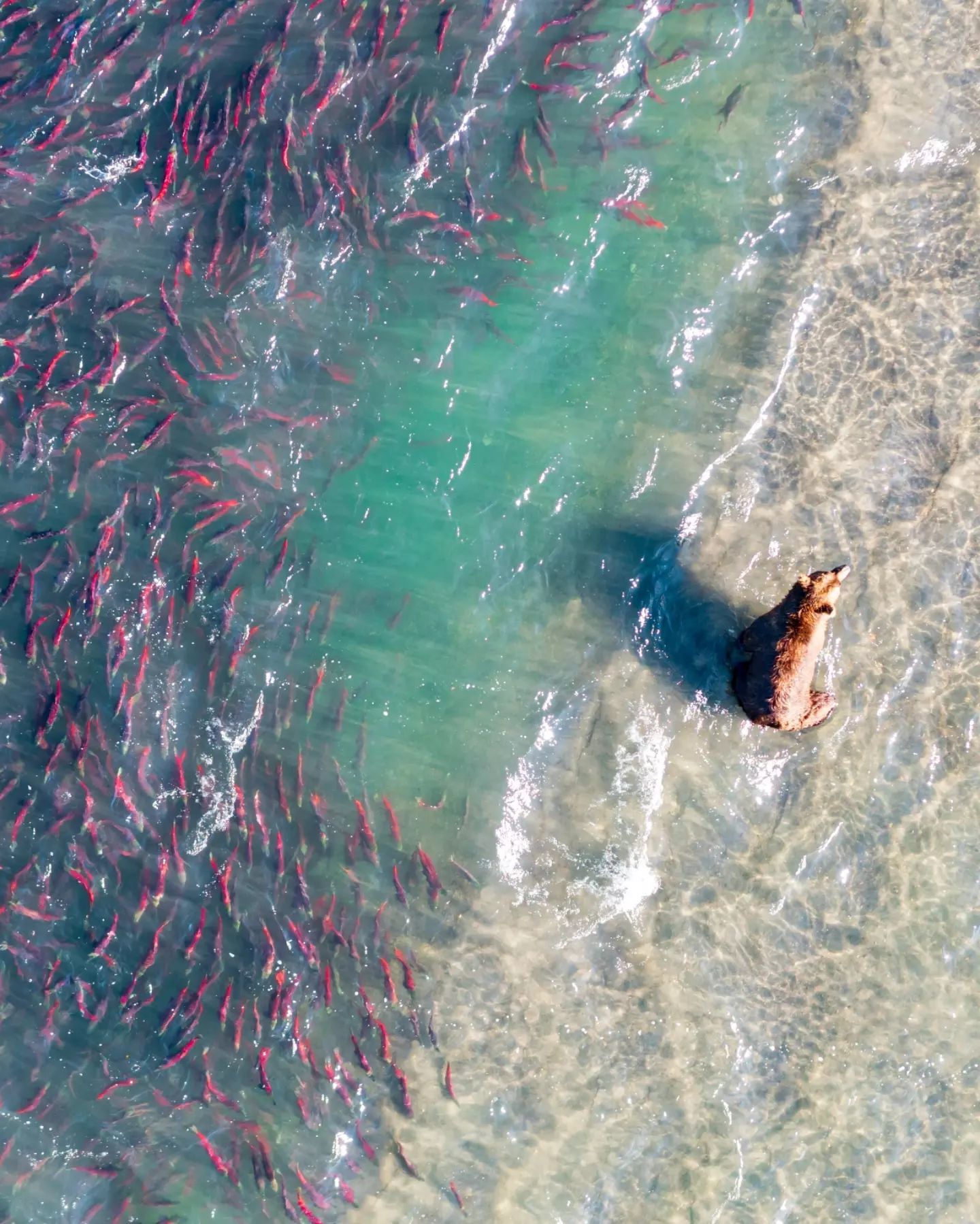 Lake Kurilskoe. Kamchatka. Salmon spawning - Kamchatka, The Bears, A fish, Kuril lake, Nature, Longpost, Beautiful