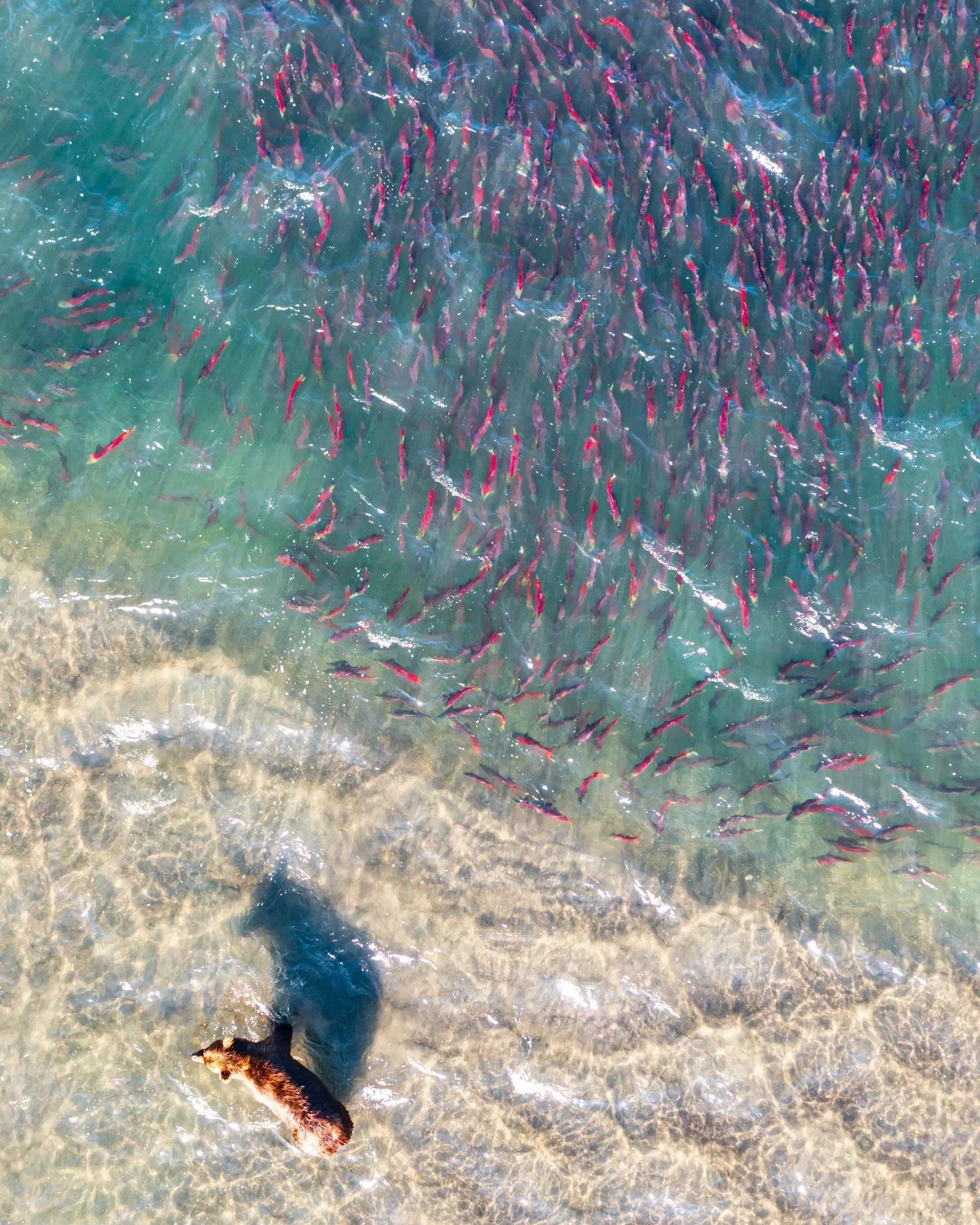 Lake Kurilskoe. Kamchatka. Salmon spawning - Kamchatka, The Bears, A fish, Kuril lake, Nature, Longpost, Beautiful