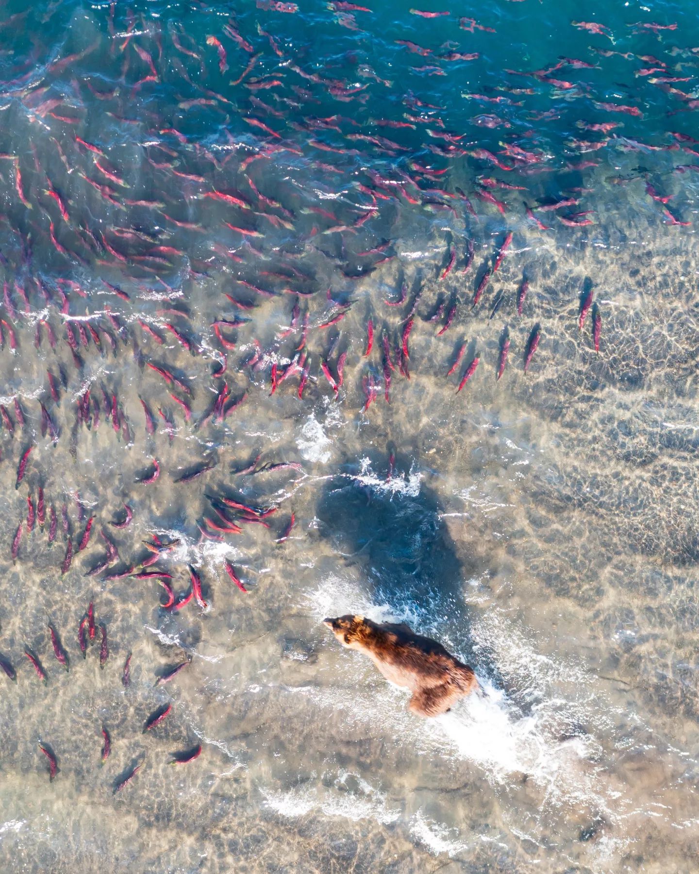 Lake Kurilskoe. Kamchatka. Salmon spawning - Kamchatka, The Bears, A fish, Kuril lake, Nature, Longpost, Beautiful