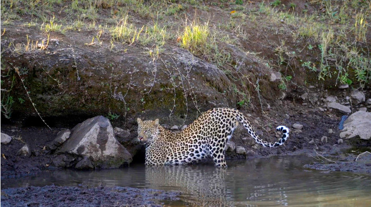 fish day - Leopard, Fishing, Mining, Catfish, A fish, Big cats, Predatory animals, Wild animals, wildlife, beauty of nature, The photo, Around the world, Fish day, Botswana, South Africa, Reserves and sanctuaries, Africa, Longpost, Cat family