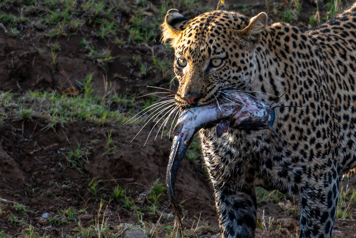 fish day - Leopard, Fishing, Mining, Catfish, A fish, Big cats, Predatory animals, Wild animals, wildlife, beauty of nature, The photo, Around the world, Fish day, Botswana, South Africa, Reserves and sanctuaries, Africa, Longpost, Cat family