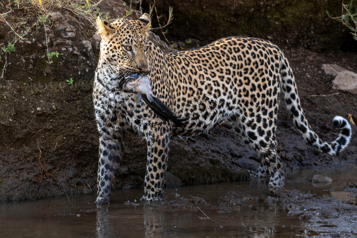 fish day - Leopard, Fishing, Mining, Catfish, A fish, Big cats, Predatory animals, Wild animals, wildlife, beauty of nature, The photo, Around the world, Fish day, Botswana, South Africa, Reserves and sanctuaries, Africa, Longpost, Cat family