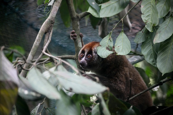 Indonesia returns slow lorises to the wild - Laurie, Fat Lory, Primates, Wild animals, Sumatra, The photo, Animal Rescue, Around the world, wildlife, Reserves and sanctuaries, Longpost, Indonesia