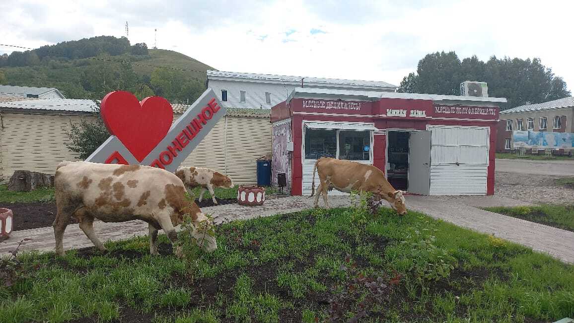 Here you are not here - My, The photo, Village, Cow, Drive, Cyberpunk, Longpost, Altai region