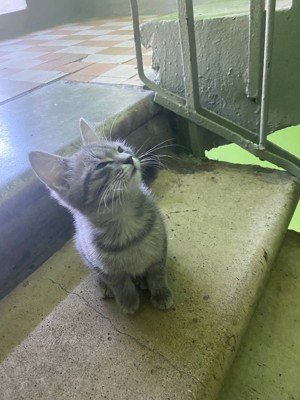 Котенок в добрые руки. Москва, Царицыно | Пикабу