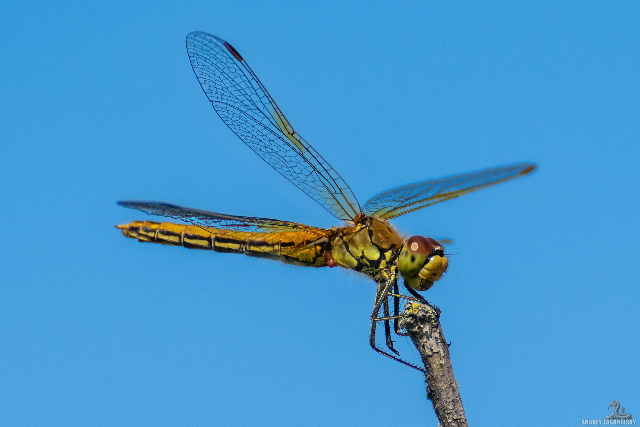 dragonflies - My, The photo, Dragonfly, Ural, Insects, Longpost