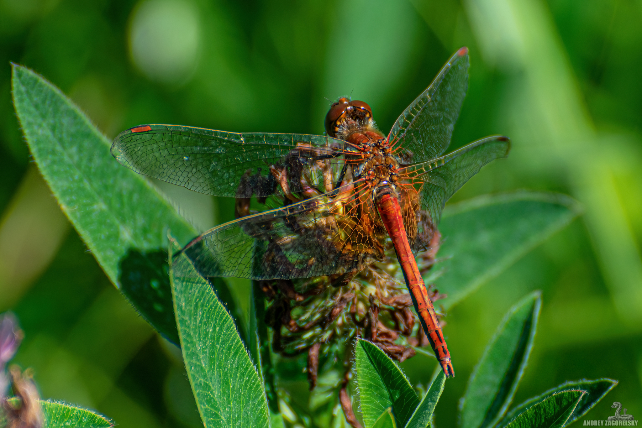 dragonflies - My, The photo, Dragonfly, Ural, Insects, Longpost