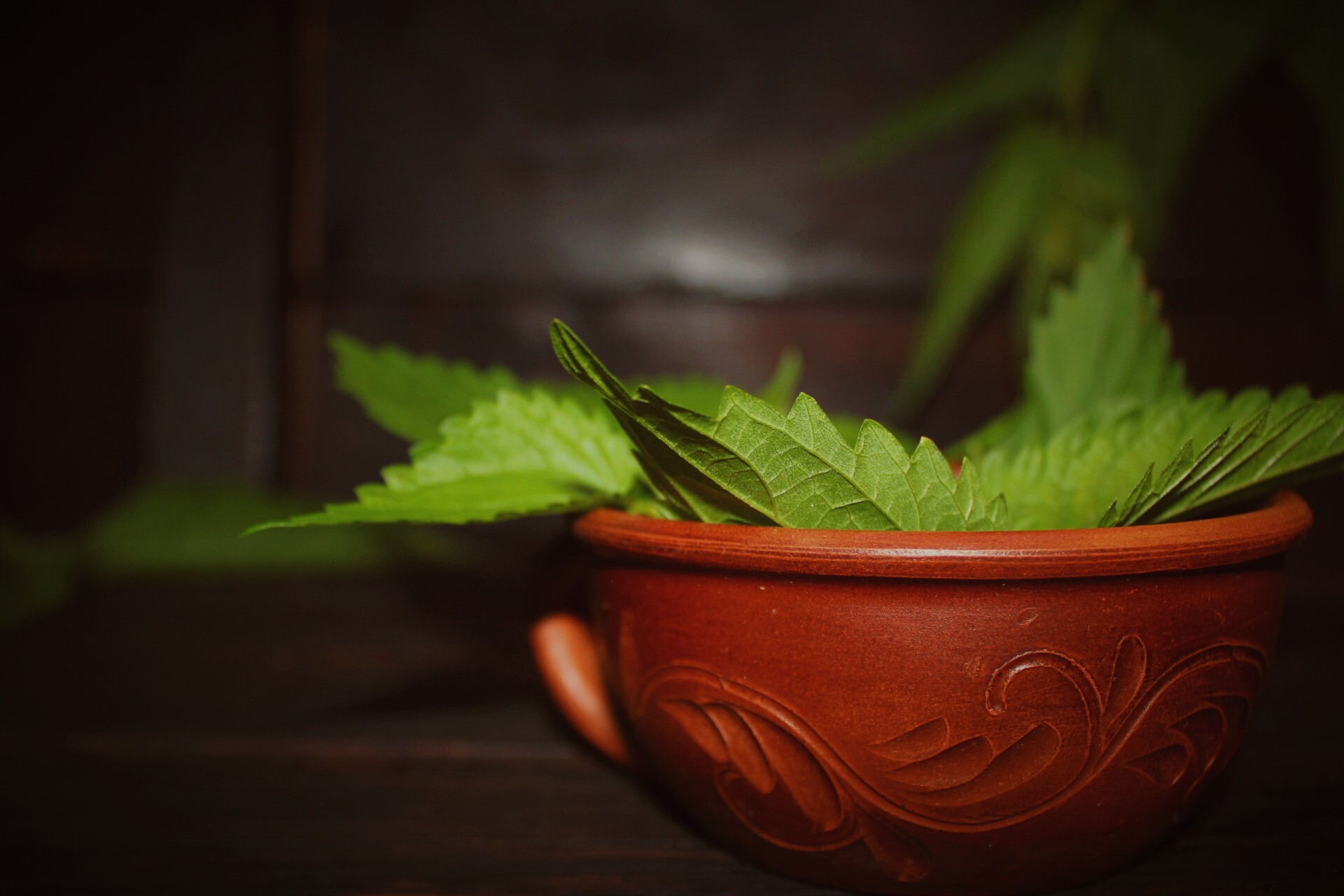 Wooden photo background. Mastering the photo... - My, Flowers, Plants, Grass, Garden, Nettle, Garden, Medicinal herbs, Beginning photographer