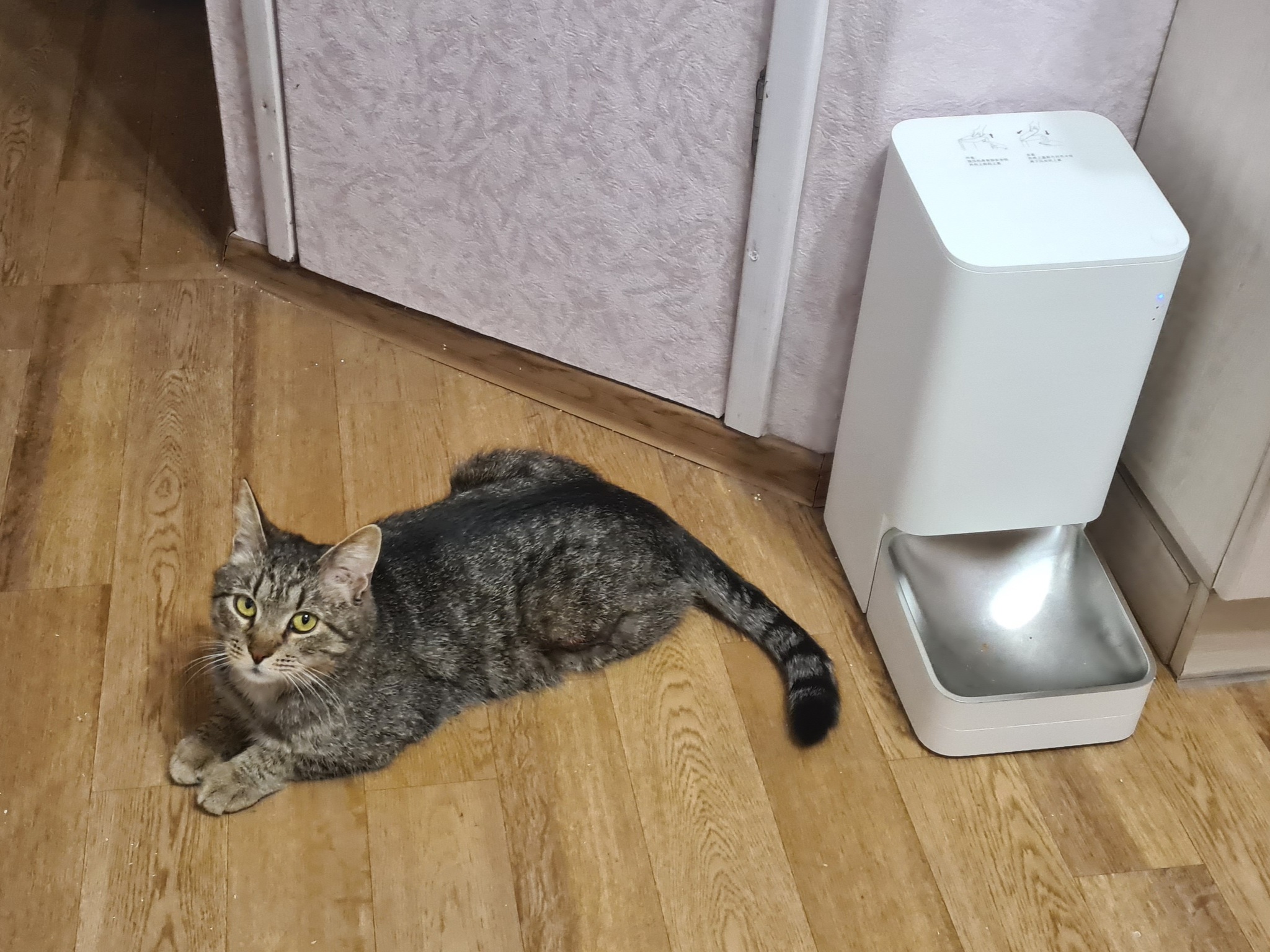 Smart feeder repair or help save a cat from gluttony - cat, Repair, Xiaomi, Help, Video, Longpost