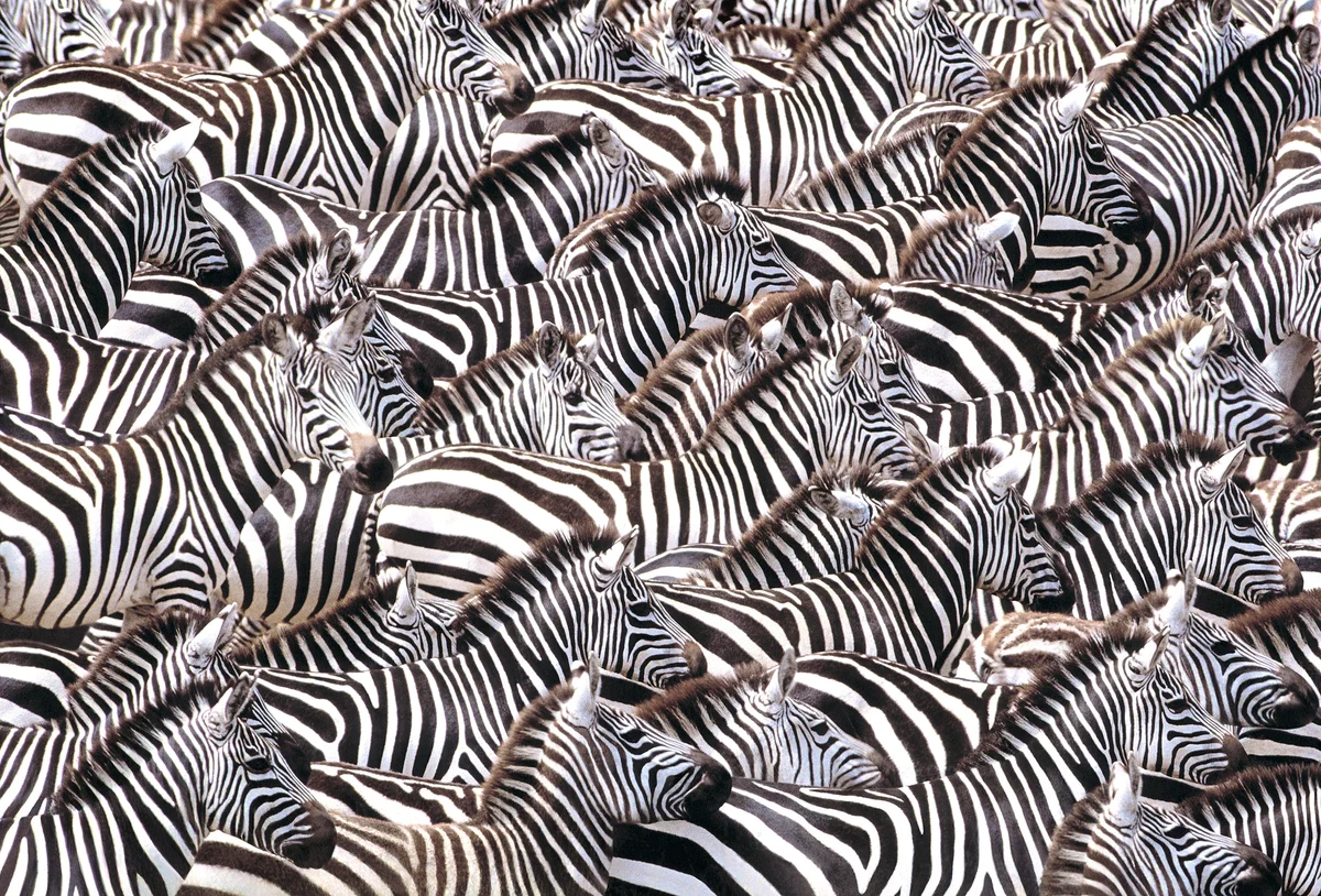 Zebra stripes are not for protection from predators. And not from overheating. It turned out to be even more brilliant! - zebra, Stripes, Animal book, Yandex Zen, Longpost