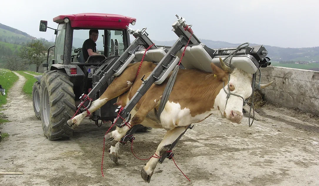 Cow flipper: An invention that is laughed at on the Internet, but in fact it is an extremely useful machine - Cow, Veterinary, Apparatus, Animal book, Yandex Zen, Longpost