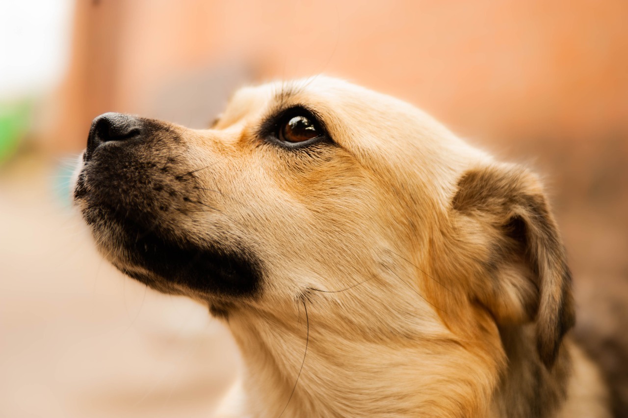 Non-professional shooting - My, Dog, Rex, The photo