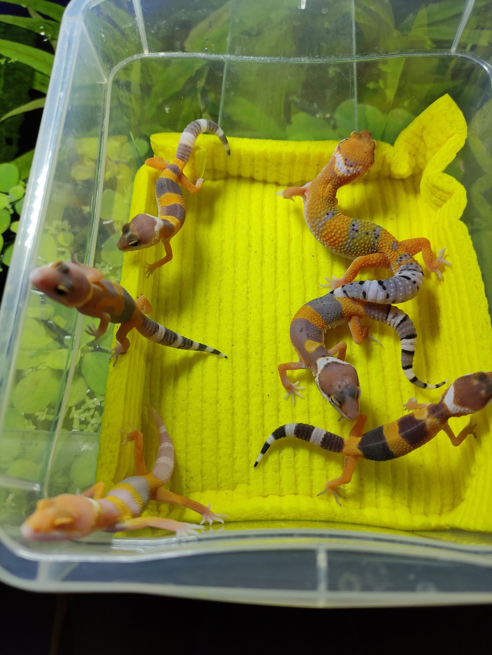 box of happiness - My, Eublefar, Gecko, Milota, Breeding, The sun, Pets, Terrariumistics, Video, Video VK, Longpost, beauty