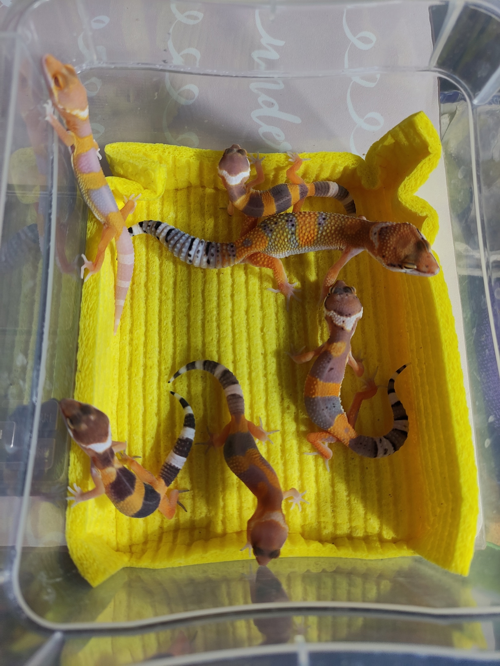 box of happiness - My, Eublefar, Gecko, Milota, Breeding, The sun, Pets, Terrariumistics, Video, Video VK, Longpost, beauty