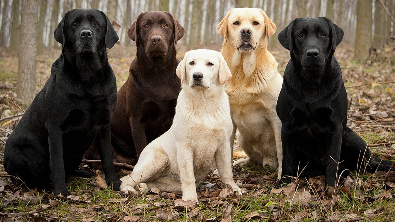 When we gathered with the boys to drink beer ... - Dog, Labrador, Milota, Pets, Mat, Humor