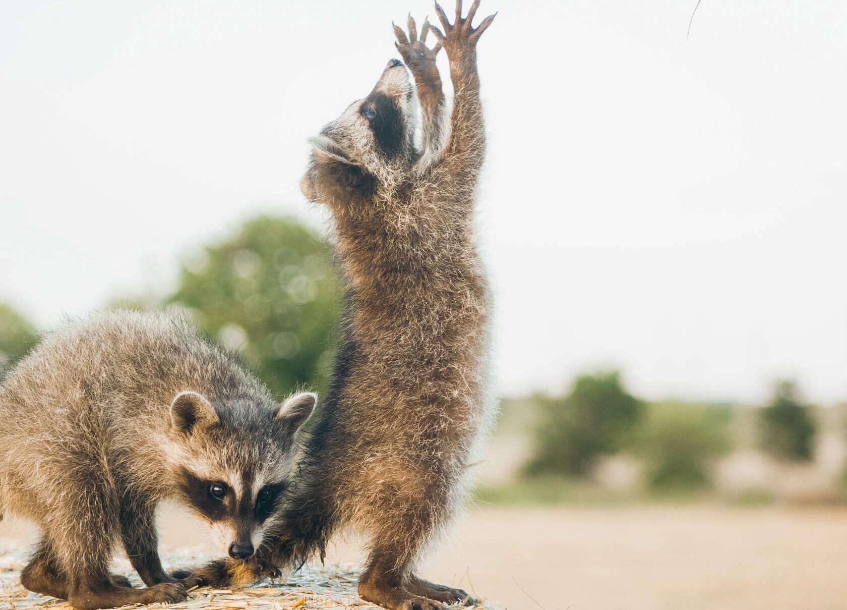 Who is he praying to? - Raccoon, Predatory animals, Wild animals, Young