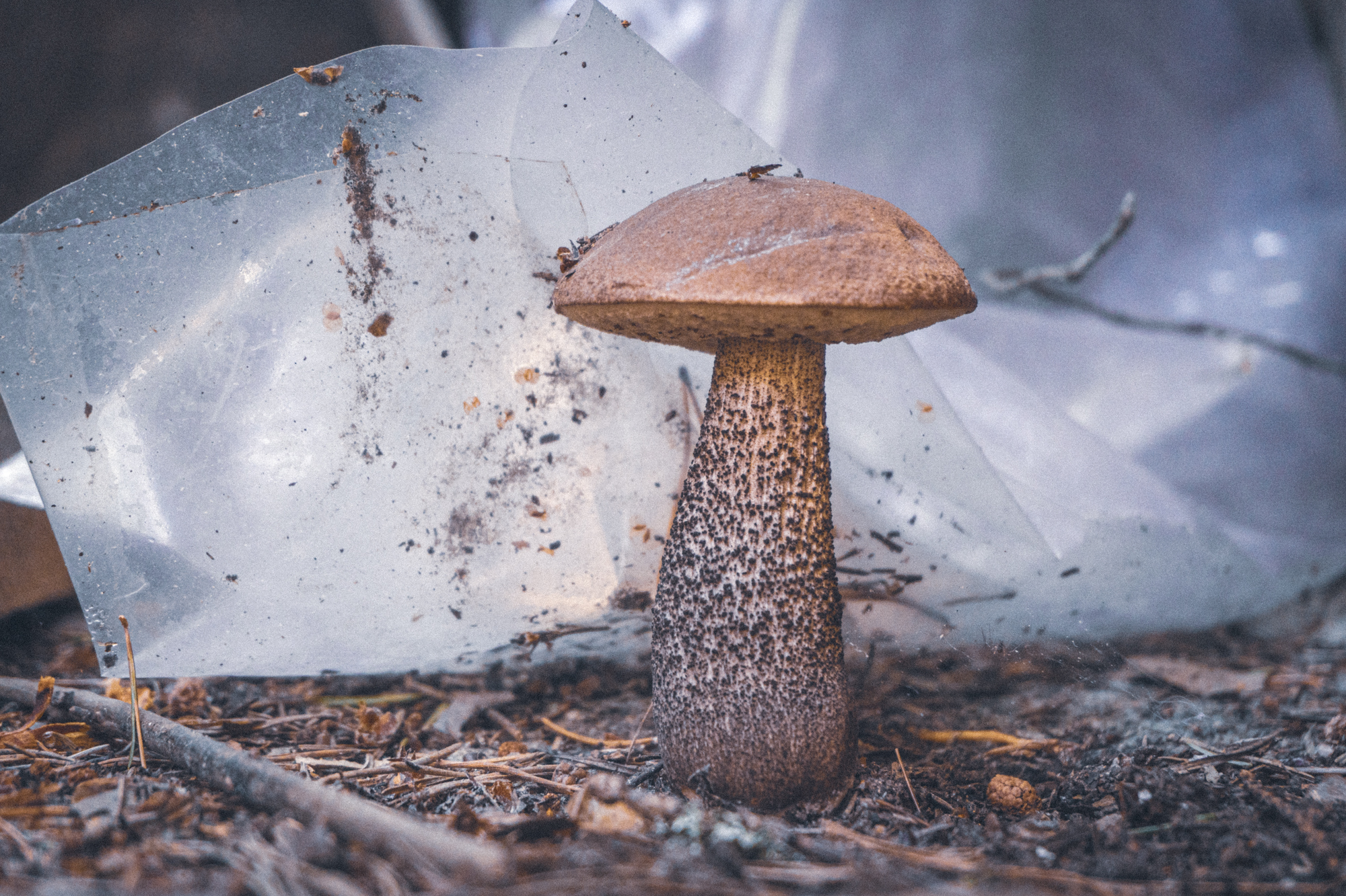 nurtured - My, The photo, Flowers, Dacha, Nature, Garden, Mushrooms, Tomatoes, Garden, Bloom, Plants, Macro photography, Longpost, Bushes