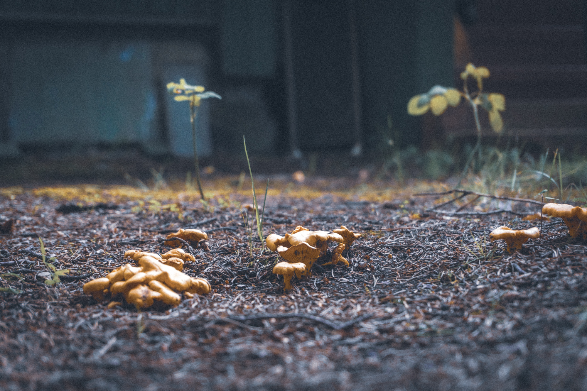 nurtured - My, The photo, Flowers, Dacha, Nature, Garden, Mushrooms, Tomatoes, Garden, Bloom, Plants, Macro photography, Longpost, Bushes