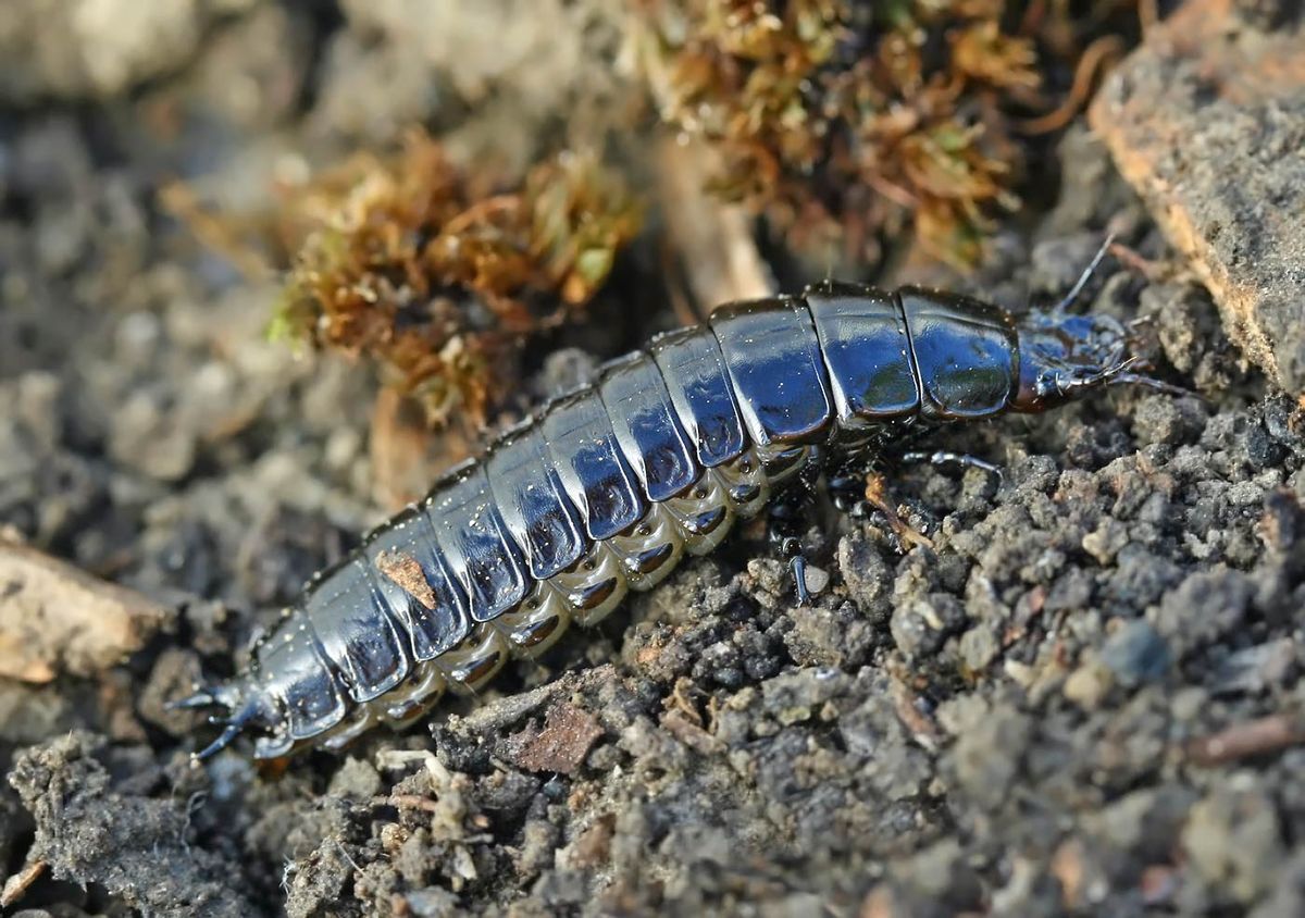 Baby buzz to-doo to-doo to-doo-doo, Baby buzz to-doo to-doo to-doo-doo - My, Жуки, Carabus, Insects, Stroking, Mood, Milota