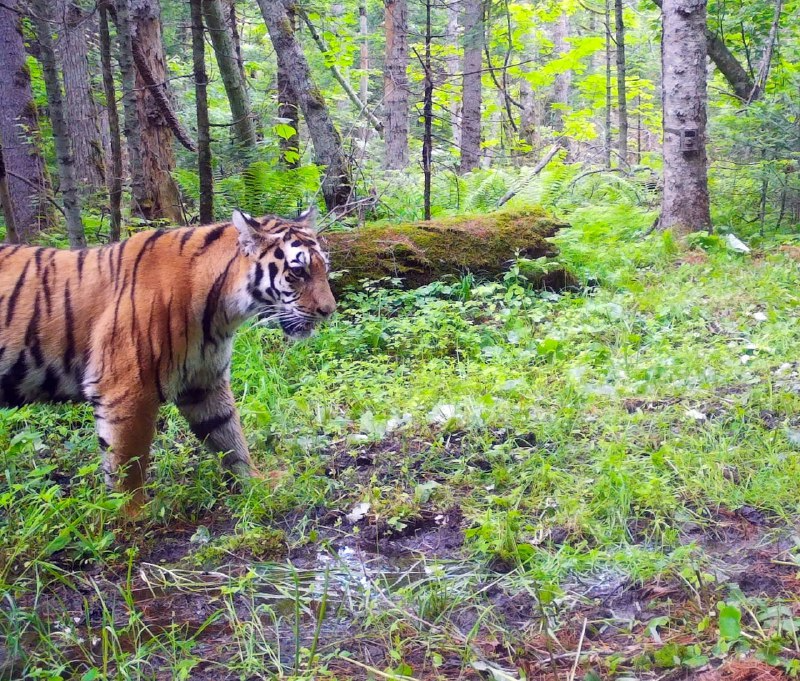 Wet paws are not a problem for the Amur tiger - Amur tiger, National park, Land of the Leopard, Primorsky Krai, Big cats, Cat family, Predatory animals, Wild animals, wildlife, Tiger, beauty of nature, I can jump over puddles, Longpost