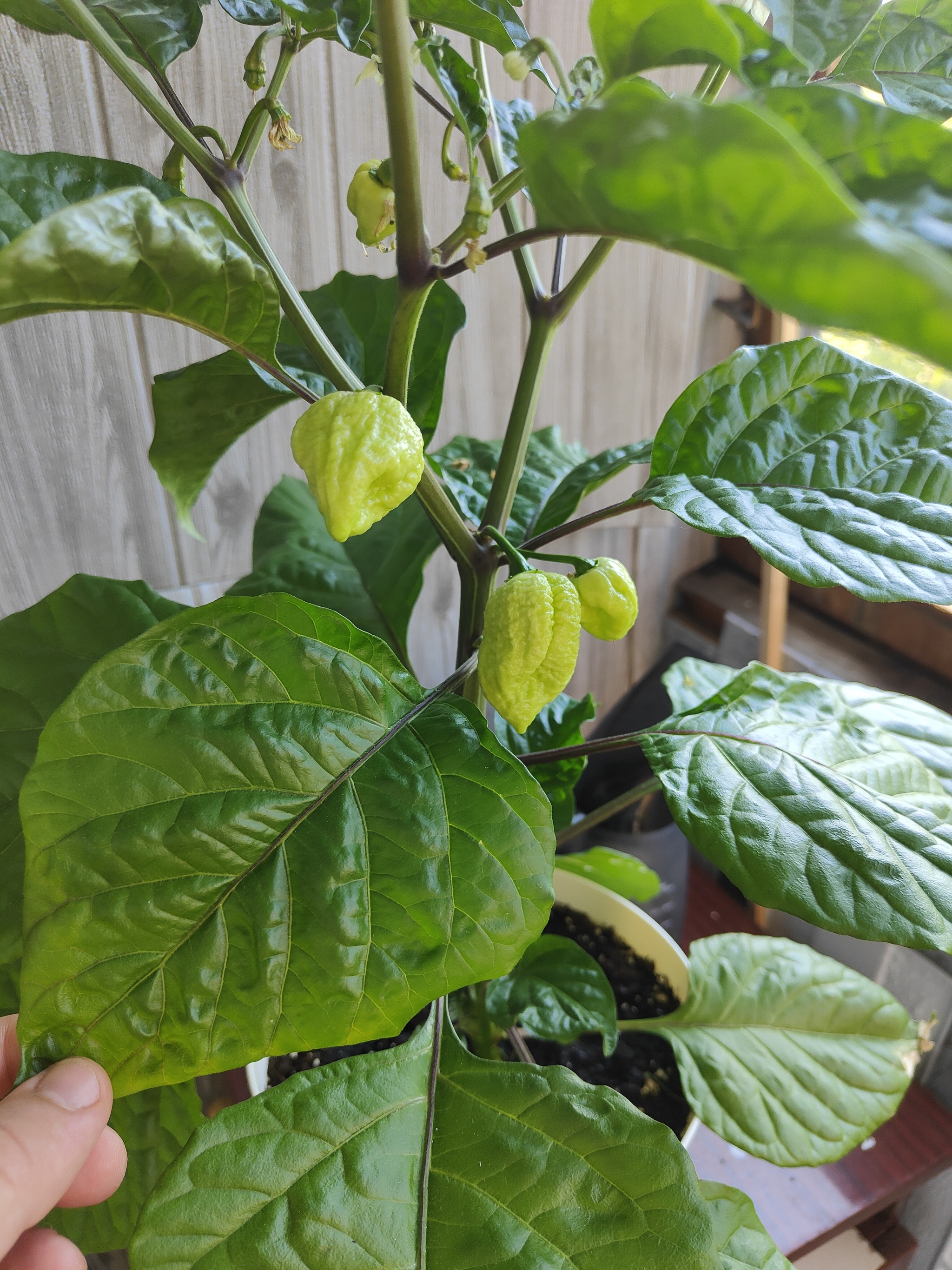 rose pepper - My, Hot peppers, Capsaicin