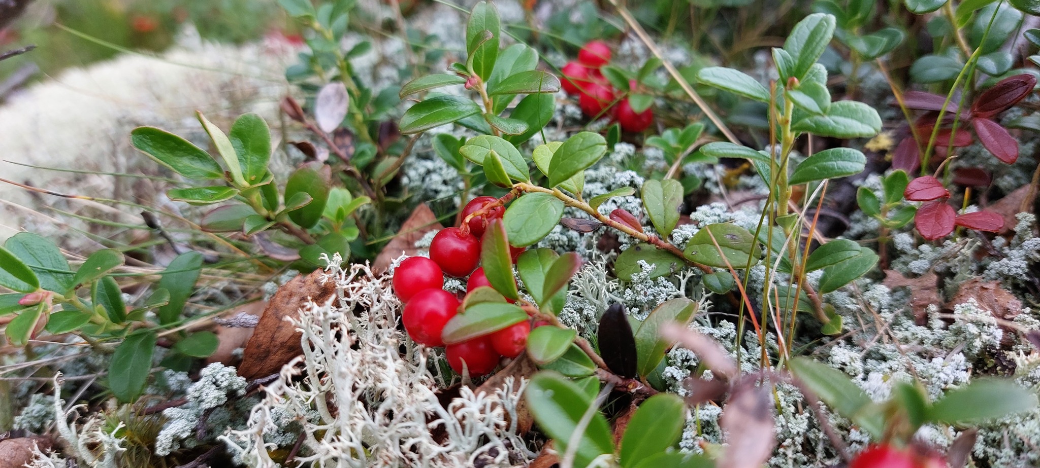 Lingonberry on reindeer moss - 2022 - My, Summer, Nenets Autonomous Okrug, Mobile photography, Tundra, Cowberry, Mushrooms, Bagulnik, Lake, Longpost