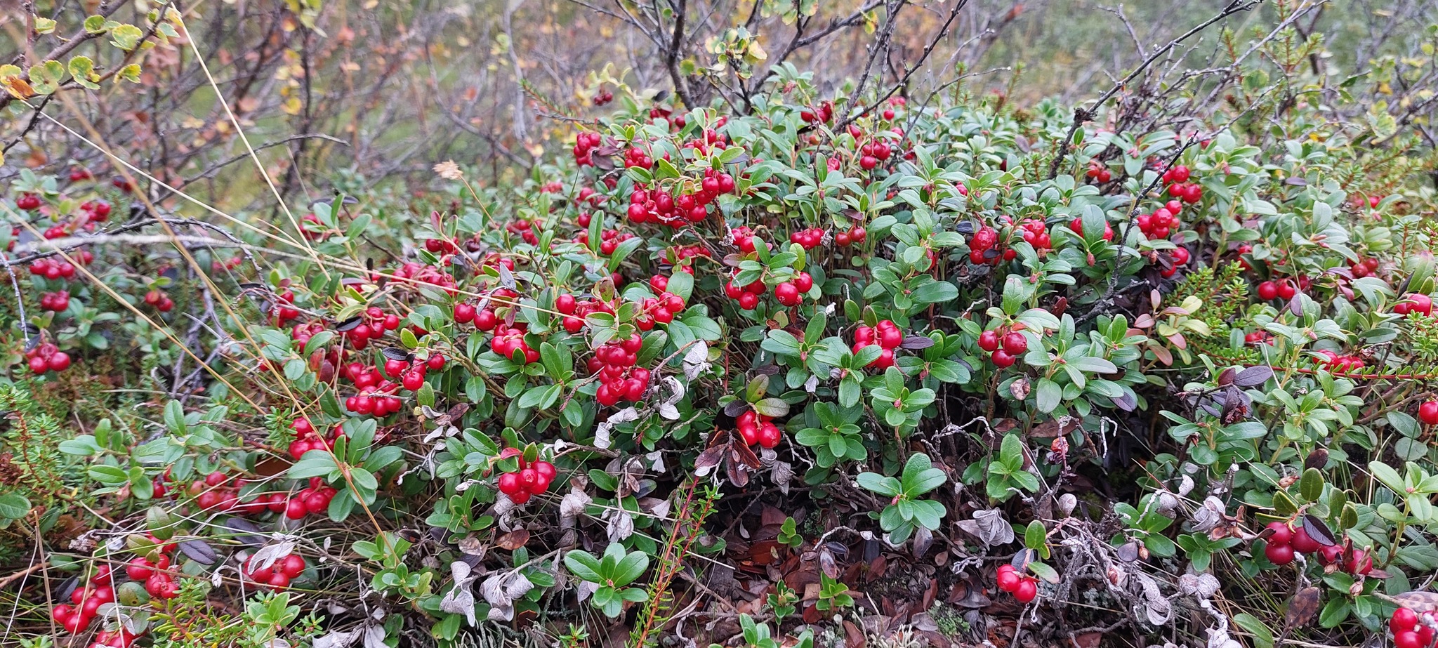 Lingonberry on reindeer moss - 2022 - My, Summer, Nenets Autonomous Okrug, Mobile photography, Tundra, Cowberry, Mushrooms, Bagulnik, Lake, Longpost