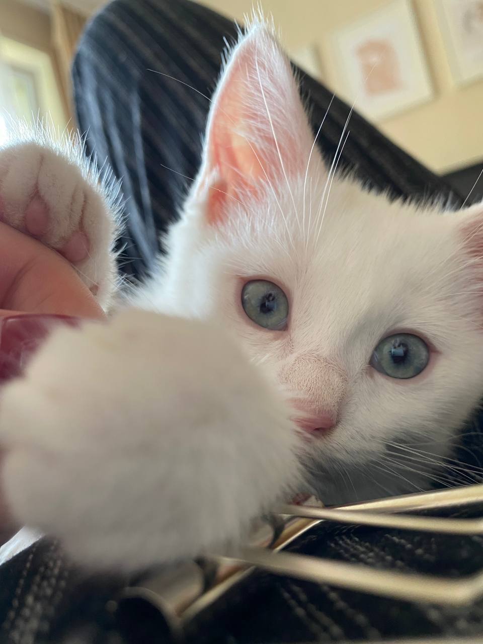 Curious - My, Turkish angora, Milota, Paws, cat, Kittens