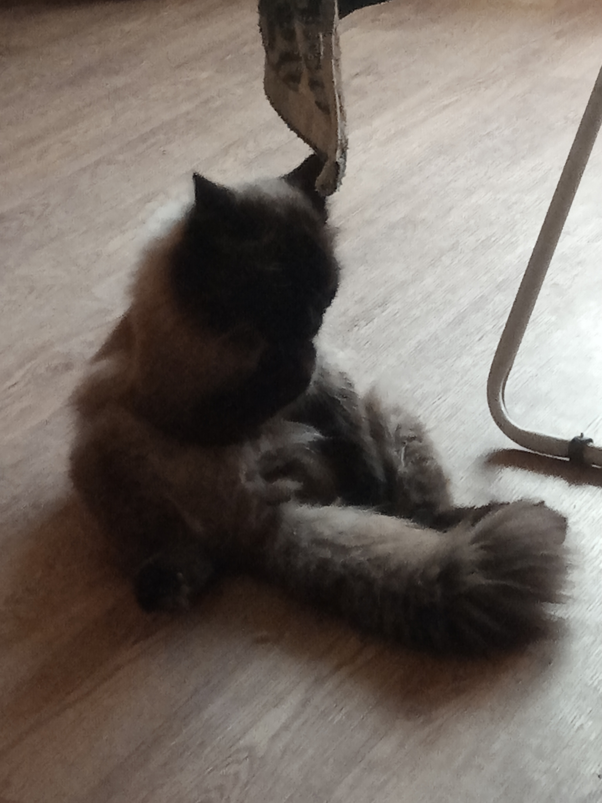 Reply to post: Do many cats sit like this? - cat, Is sitting, Reply to post