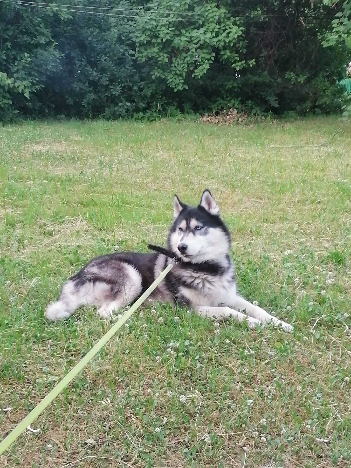 Lost Siberian Husky - My, Search for animals, Siberian Husky, The missing, Dog, The dog is missing, Moscow, No rating