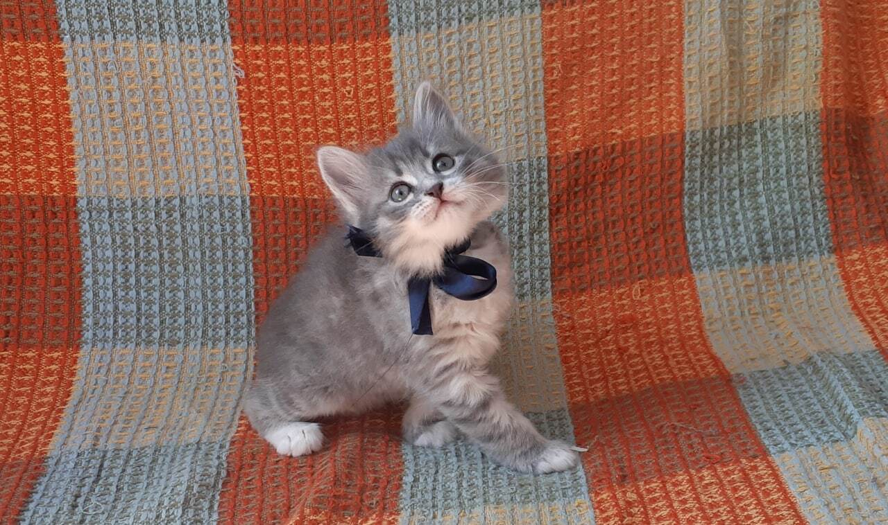 Fluffy peanuts - My, Kittens, Sale, The photo, Russian blue, Longpost, cat