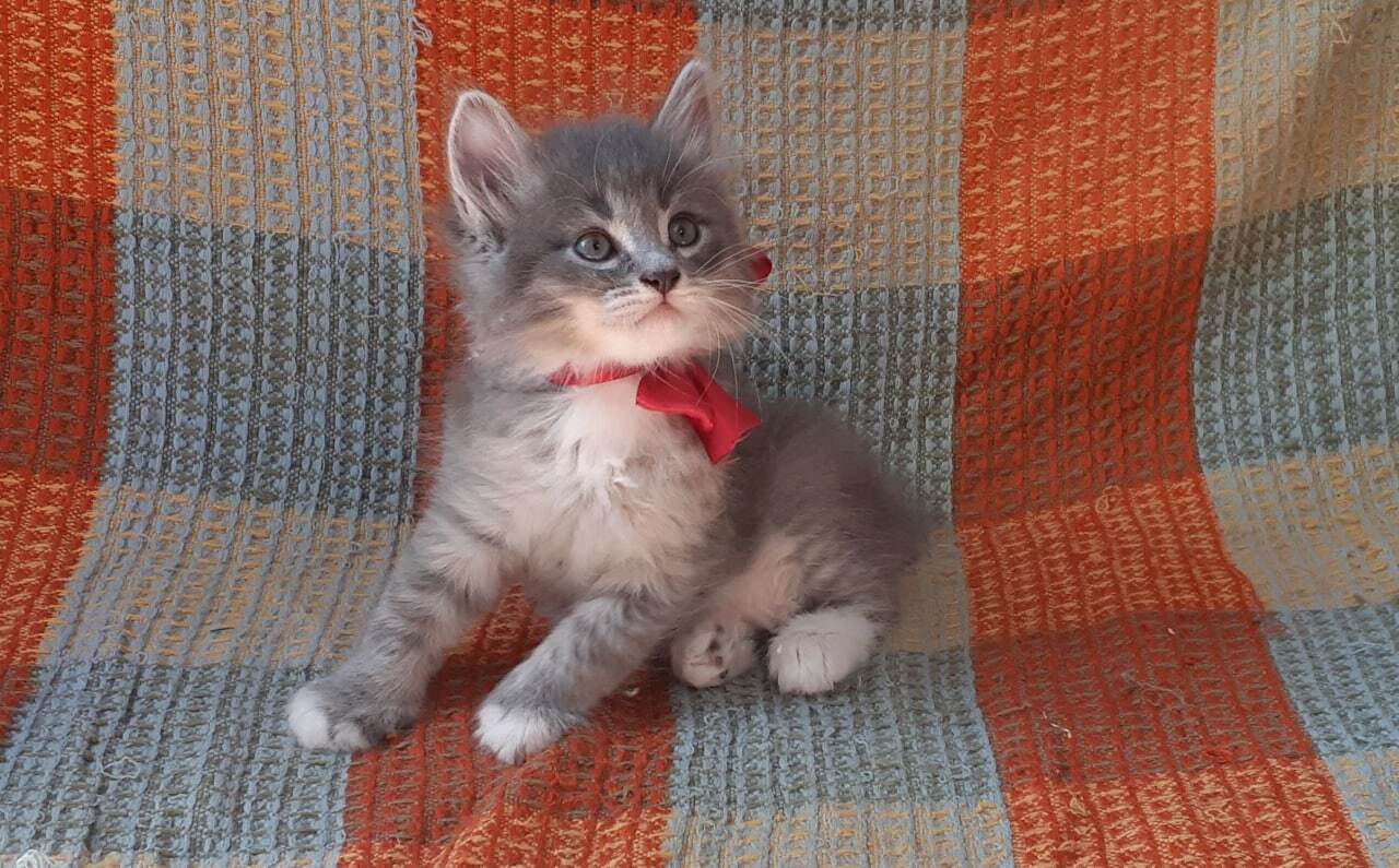 Fluffy peanuts - My, Kittens, Sale, The photo, Russian blue, Longpost, cat