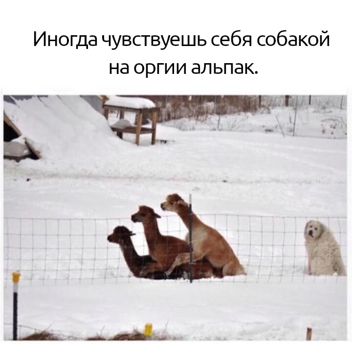 That is how we live - Picture with text, Memes, Alpaca, Dog, Repeat