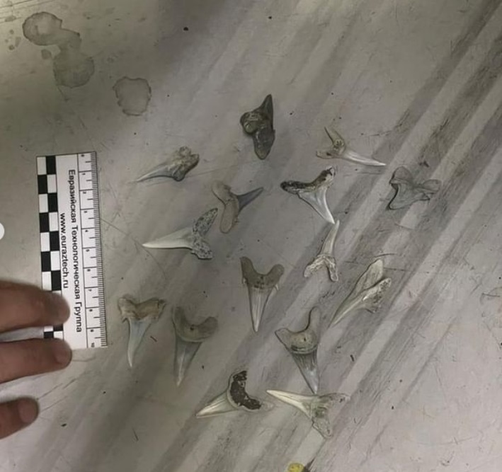 A citizen of the Russian Federation tried to take gazelle horns, shark teeth and sea urchins out of Kazakhstan - Kazakhstan, Police, Legacy, Smuggling, Court, Fine, Scientists, Russia, Horns, Sea urchin, Shark teeth, Negative, Longpost