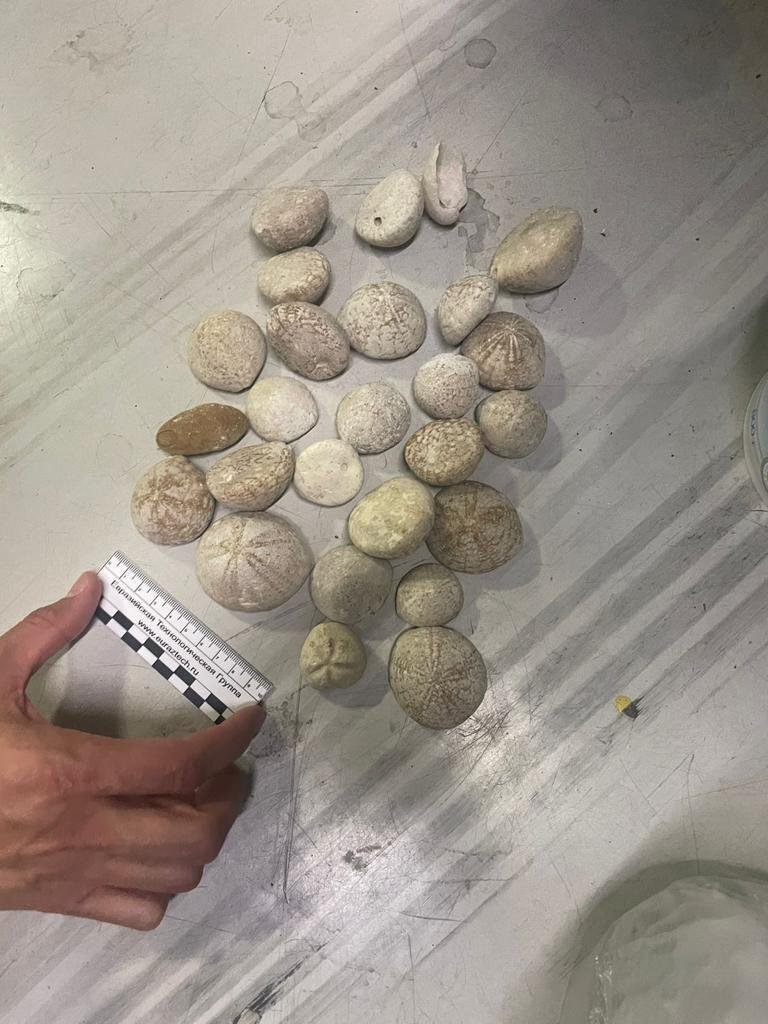 A citizen of the Russian Federation tried to take gazelle horns, shark teeth and sea urchins out of Kazakhstan - Kazakhstan, Police, Legacy, Smuggling, Court, Fine, Scientists, Russia, Horns, Sea urchin, Shark teeth, Negative, Longpost