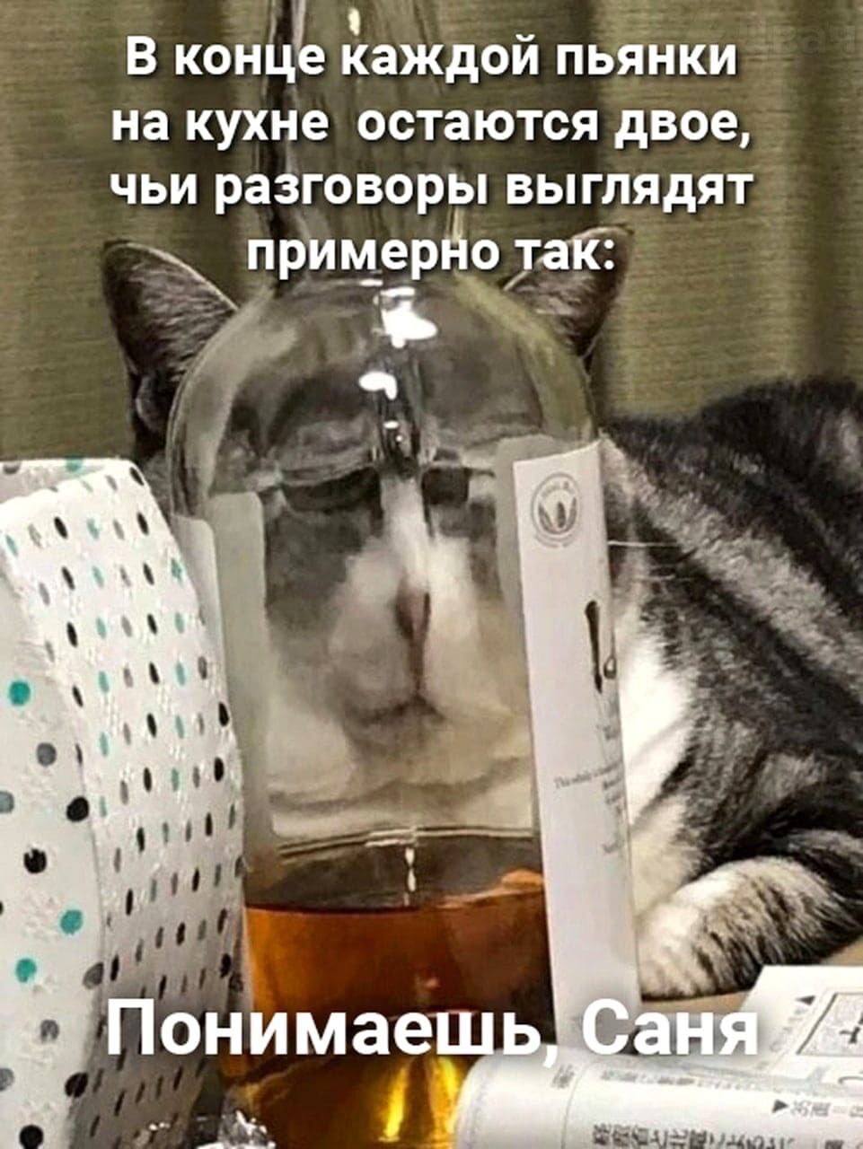 philosophical - Funny, From the network, Picture with text, Strange humor, cat, Longpost