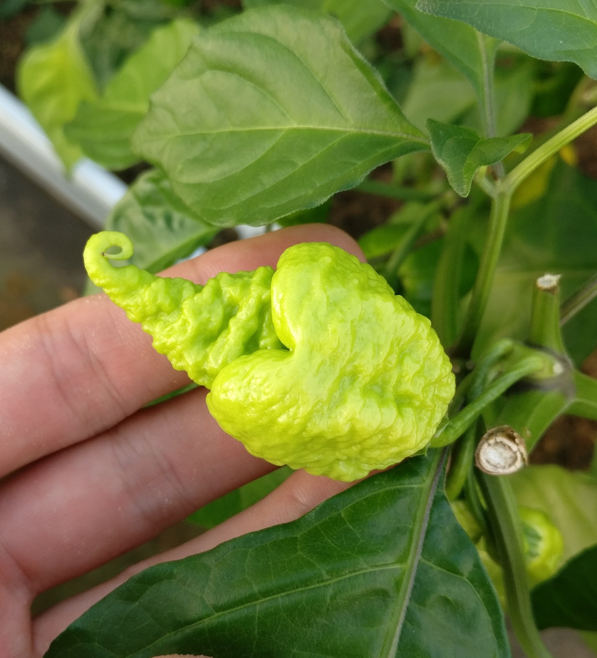 Pepper harvest - My, Pepper, Hot peppers, Pepper farming, Spicy sauce, Growing, Garden, Mat, Longpost