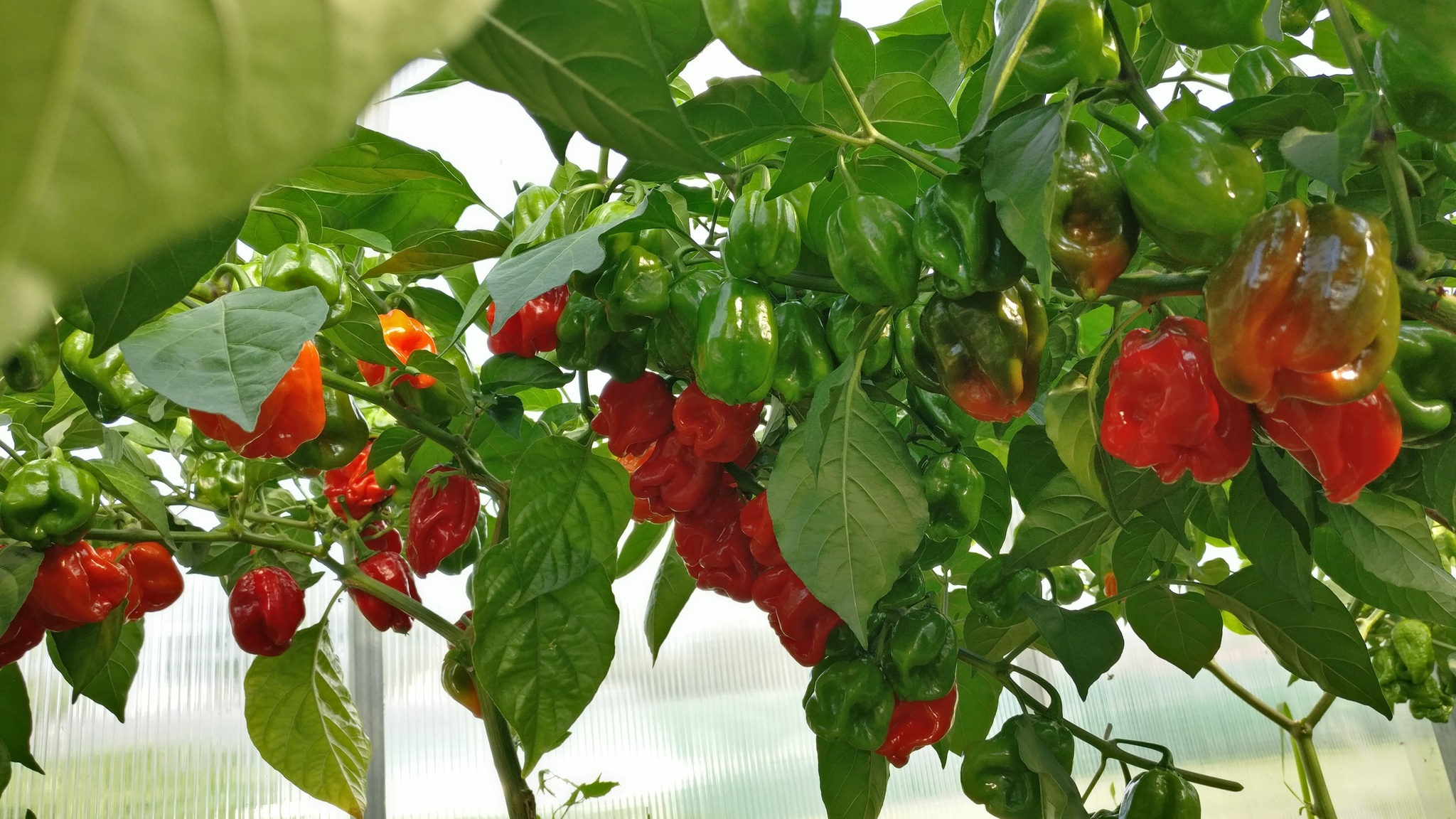 Pepper harvest - My, Pepper, Hot peppers, Pepper farming, Spicy sauce, Growing, Garden, Mat, Longpost