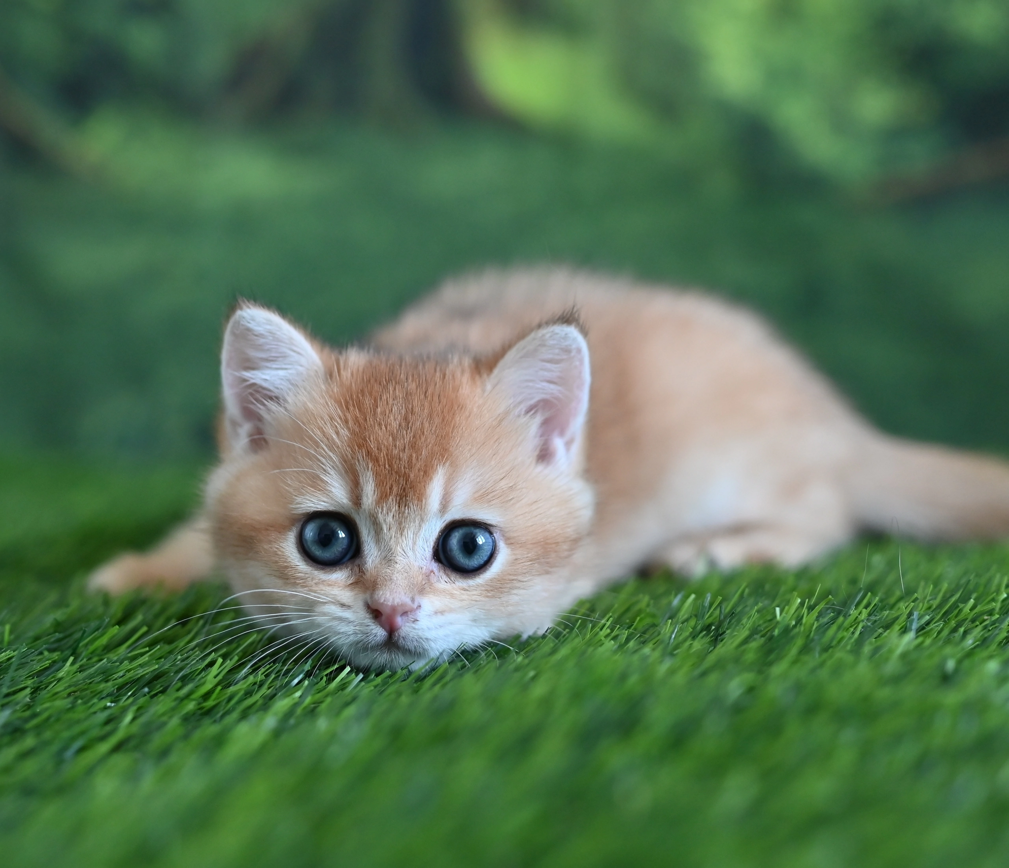 small pigtails - My, cat, British cat, Animals, Nature, Longpost, Kittens